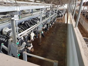 安樂(lè)福2019以色列奶牛高產(chǎn)探索之旅正式啟動(dòng) 科技引領(lǐng)，共筑高效養(yǎng)殖新篇章