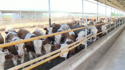 高臺 肉牛產(chǎn)業(yè)勢頭強勁，畜牧設(shè)備技術(shù)開發(fā)助力鄉(xiāng)村振興