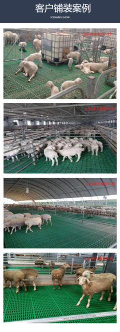 現(xiàn)代化養(yǎng)羊新選擇 高強(qiáng)度畜牧產(chǎn)床、高架床與糞板施工全解析